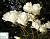 Магнолія 'Леней Альба' - Magnolia 'Lennei Alba'