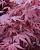 Клен японський "Ауреум" - Acer palmatum 'Aureum