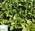 Пахісандра верхівкова 'Грін Карпет' - Pachysandra terminalis 'Green Carpet'