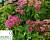 Спірея японська 'Кріспа' - Spiraea japonica 'Crispa'