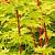Клен японський 'Ред Вуд' - Acer palmatum 'Red Wood' 