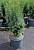 Тис ягідний "Хіллі" - Taxus baccata 'Hillii'