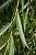 Верба біла 'Трістік' - Salix alba 'Tristis'