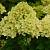 Гортензія мітловидна 'Літл Лайм' - Hydrangea paniculata 'Little Lime'