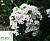 Калина 'Прагенсе' - Viburnum 'Pragense'