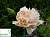Гвоздика 'Девон Крім' - Dianthus 'Devon Cream'