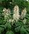 Гіркокаштан дрібноцвітий - Aesculus parniflora
