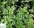 Чебрець лимонний 'Лемон' - Thymus citrodorus 'Lemon'