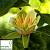 Тюльпанове дерево - Liriodendron tulipifera