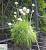 Армерія приморська 'Альба' - Armeria martima 'Alba'