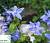 Кампанула гарганська - Campanula garganica