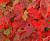 Клен червоний - Acer rubrum 