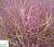 Гусятник величний - Eragrostis spectabilis