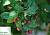 Кизильник блискучий - Cotoneaster lucidus