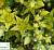 Очиток їдкий 'Квін' - Sedum acre 'Yellow Queen'