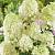 Гортензія мітловидна мікс - Hydrangea paniculata mix
