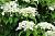 Гортензія плетиста (черешкова) - Hydrangea petiolaris
