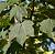 Клен-явір "Брюкхем" - Acer pseudoplatanus 'Bruchem"