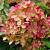 Гортензія мітловидна 'Графіті' - Hydrangea paniculata 'Graffiti'