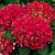 Гортензія крупнолиста 'Ред Енджел' - Hydrangea macrophylla 'Red Angel'
