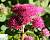 Очиток звичайний 'Манстед Дарк Ред' - Sedum telephium 'Munstead Dark Red'