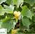Тюльпанове дерево 'Фастігіатум' - Liriodendron tulipifera 'Fastigiatum'