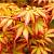 Клен японський 'Оранж Дрім' - Acer palmatum 'Orange Dream'