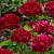 Гортензія мітловидна 'Вільямс Ред' - Hydrangea paniculata 'Viliam's Red'