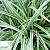 Осока марров - Carex morrowii 