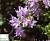 Чебрець далматський - Thymus capitatus