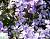 Флокс шилоподібний 'Беніта' - Phlox subulata 'Benita'