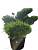 Ялівець китайський'Каізуку' - Juniperus chinensis 'Kaizuka' h1.5 - 1.7 м