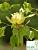 Тюльпанове дерево 'Ауреомаргіната' - Liriodendron tulipifera 'Aureomarginata'
