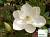Магнолія крупноквіткова - Magnolia grandiflora