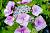 Гортензія крупнолиста - Hydrangea macrophylla