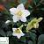 Чемерник чорний - Helleborus niger