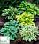 Хоста мікс - Hosta mix