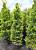 Cupressocyparis leylandii 'Casterwelland Gold' - Купрессоціпаріс Лейланда `Кастевеллан Голд`