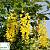 Бобовник ватерера 'Воссі' - Laburnum watereri 'Vossii'