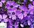 Флокс волотистий 'Пурпл Бьюті' - Phlox paniculata 'Pulple Beauty'