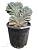 Кактус Myrtillocactus geometrizans 'Cristata' 