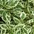 Дерен супротивнолистий "Аргентіа" - Cornus alternifolia Argentea