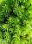Ялина канадська 'Коніка' - Picea glauca 'Conica'