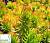 Очиток відхилений 'Ангеліна' - Sedum reflexum 'Angelina'