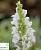 Шавлія дібровна 'Сенсейшин Вайт' - Salvia nemorosa 'Sensation White'