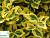 Бересклет форчуна 'Емеральд енд Голд' - Euonymus fortunei 'Emerald 'n Gold'