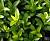 Бересклет японський "Грін Спаєр" - Euonymus japonica 'Green Spire'