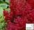 Астільба 'Гранат' - Astilbe 'Granat'