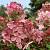 Гортензія мітловидна 'Ерлі Хеппі' - Hydrangea paniculata 'Early Happy'
