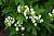 Гортензія дуболиста - Hydrangea quercusifolia
